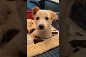 Handicapped puppy had been abandoned in an animal shelter