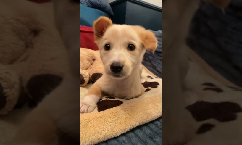 Handicapped puppy had been abandoned in an animal shelter