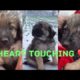 Heart Touching Dog video | Emotional | Emotional Dog video | #emotional  | Animal rescue