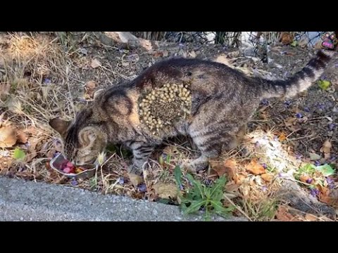 Helpless Gray Cat I Saw By The Roadside Was So Hungry And I Gave Him His Favorite Food