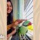 Hermoso loro salvaje visita el balcón de una mujer todos los días | Corazones Salvajes | El Dodo