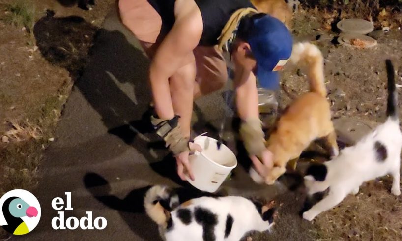 Hombre alimenta a 100 gatos sin hogar en Hawái | Dodo Héroes | El Dodo