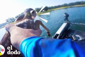 Hombre encuentra a un ciervo bebé en el medio del lago | El Dodo