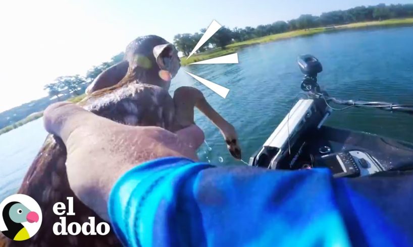 Hombre encuentra a un ciervo bebé en el medio del lago | El Dodo