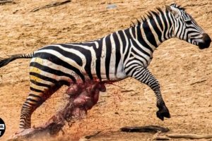 Horror ! 30 Moments Badly Injured Animals Struggle For Life Every Second | Wild Animals