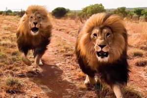 How are the Rescued LION BROTHERS? | The Lion Whisperer