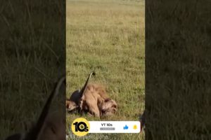 Hyenas kill lion - Lions vs hyenas - Animal Fights