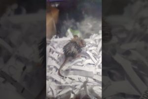 I Rescued a Baby Mouse from a Glue Trap 🔴 Cute Animal Rescues