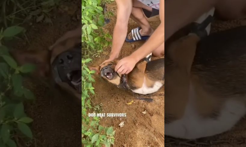 INSPIRING DOG RESCUE CAUGHT ON CAMERA!! #shorts #fyp   #youtubecommunity #youtubeshort #shortsfeed