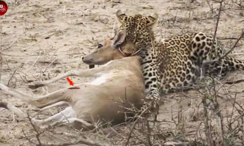 Injured Antelope is Struggling to Escape Leopard - Animal Fighting | ATP Earth