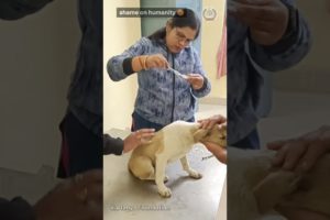 Innocent Dog 🥺 rescued and treatment 🙏 #shorts #viral #shortsvideo #ytshorts