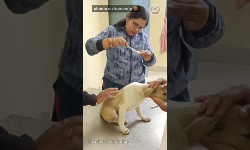 Innocent Dog 🥺 rescued and treatment 🙏 #shorts #viral #shortsvideo #ytshorts