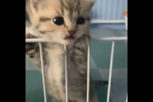 Innocent Kitty's😹#74 | Viral Clips | Soo Animals |#shorts #shortvideo #viral #tranding #popular #cat