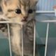 Innocent Kitty's😹#74 | Viral Clips | Soo Animals |#shorts #shortvideo #viral #tranding #popular #cat