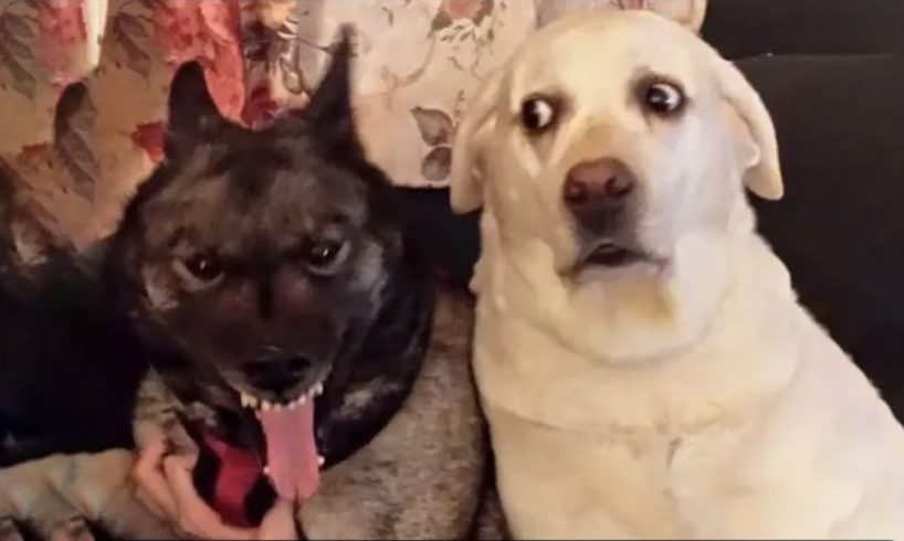 😱 It's To LAUGH When Watching This Video Of The FUNNIEST ANIMALS On Earth 2023 😱