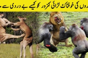 Janwaron Ki Khofnaak Laraiyan | Most Dangerous Animals Fights | Studio One