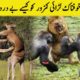 Janwaron Ki Khofnaak Laraiyan | Most Dangerous Animals Fights | Studio One
