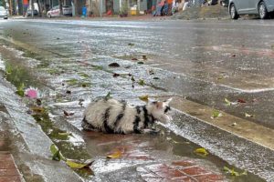 Kitten Abandoned In The Rain, Cold, Shrinking for Protect Herself - No one heeded his plea for help