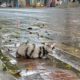 Kitten Abandoned In The Rain, Cold, Shrinking for Protect Herself - No one heeded his plea for help