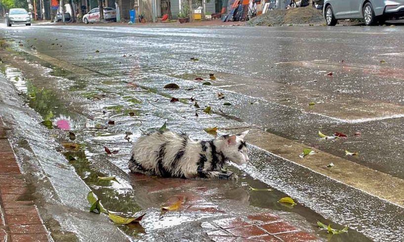 Kitten Abandoned In The Rain, Cold, Shrinking for Protect Herself - No one heeded his plea for help