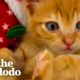 Kitten Cries So Someone Will Rescue Him | The Dodo