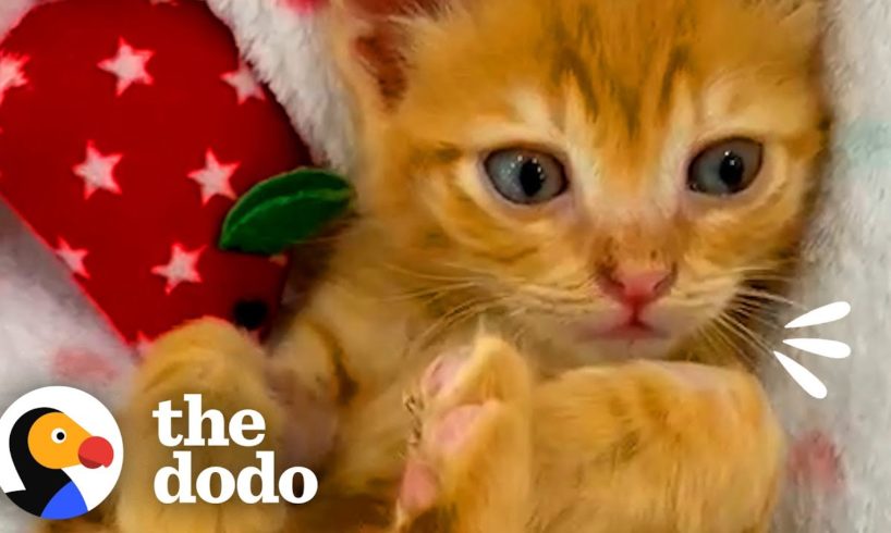 Kitten Cries So Someone Will Rescue Him | The Dodo