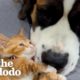 Kitten Rescued Just In Time From Water Drum  | The Dodo Odd Couples