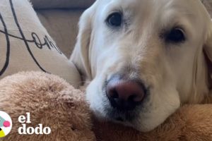 La abuelita de este golden retriever salva el día | El Dodo