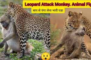 Leopard Attack Monkey | Animals  Attack 2023 | Wild Animal Fights 2023 | Animal Attacks In Africa