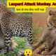 Leopard Attack Monkey | Animals  Attack 2023 | Wild Animal Fights 2023 | Animal Attacks In Africa