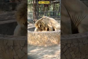 Lion 🦁 Mating #whitelion #shorts