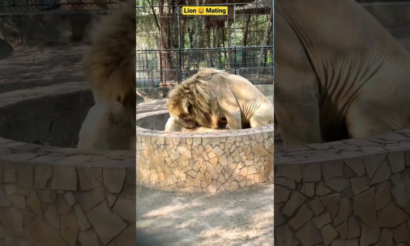 Lion 🦁 Mating #whitelion #shorts