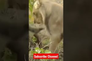 Lion 🦁🦁 attack on Baboon #animals #youtube #shorts #viral #shortsfeed