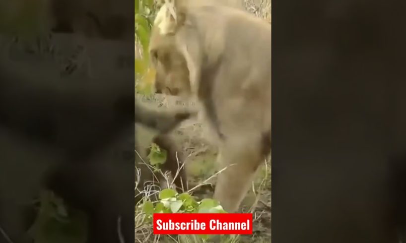 Lion 🦁🦁 attack on Baboon #animals #youtube #shorts #viral #shortsfeed