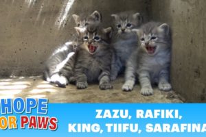 Lion kings and queens born in a storm drain - rescuer leaves screaming! #kitten