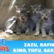 Lion kings and queens born in a storm drain - rescuer leaves screaming! #kitten