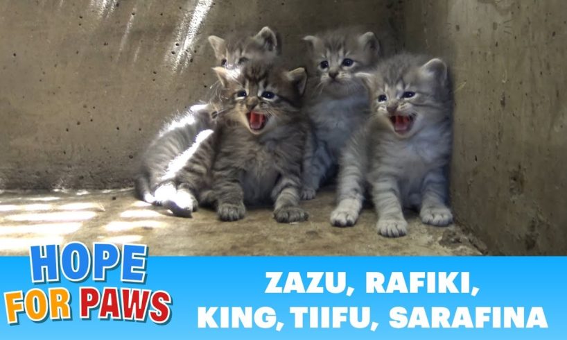 Lion kings and queens born in a storm drain - rescuer leaves screaming! #kitten