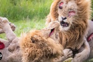 Lions Fight Lions To The Death | Battle Of The Mapogo Alliance | Wild Animals