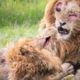 Lions Fight Lions To The Death | Battle Of The Mapogo Alliance | Wild Animals