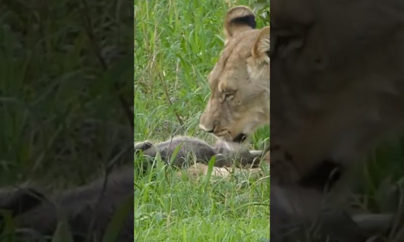 Lions playing with their prey #animals #wildlife #foryou