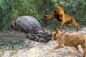 Lions vs Big Python Snake Real Fight | Lions attack Crocodile Lion cheetah - Wild Animal Attacks