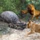 Lions vs Big Python Snake Real Fight | Lions attack Crocodile Lion cheetah - Wild Animal Attacks