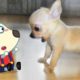 Little Cute Puppy vs Tiny Wolfoo 🐶 Wolfoo in Real Life ! Funniest Cats And Dogs Videos