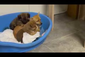 Little Daisy and her puppies are getting ready to sleep ❤️ - Takis Shelter