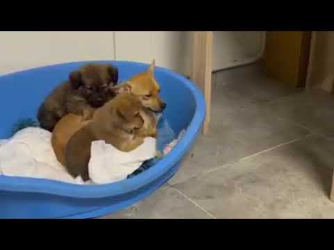Little Daisy and her puppies are getting ready to sleep ❤️ - Takis Shelter