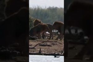 MALE LIONS FIGHTING FOR TERRITORY/WILD ANIMALS ATTACKS #shorts #animals #lion