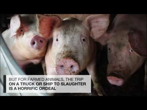 MEAT INDUSTRY + ANIMAL RESCUES (Factory Farming FULL VIDEO CLIPS Chicks Cows Fish Pigs Vegan)