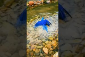 Macaw water playing | #pets #birds #macaw #macaws #animals #breeder #parrot #petlover #parrottalking