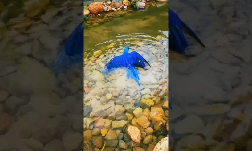 Macaw water playing | #pets #birds #macaw #macaws #animals #breeder #parrot #petlover #parrottalking