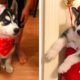 Made Your Day with These Funny and Cute Husky Puppies🐶| Cutest Puppies